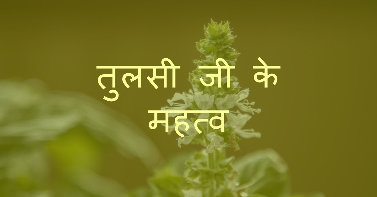 तुलसी जी के विषय मे महत्त्वपूर्ण बातें