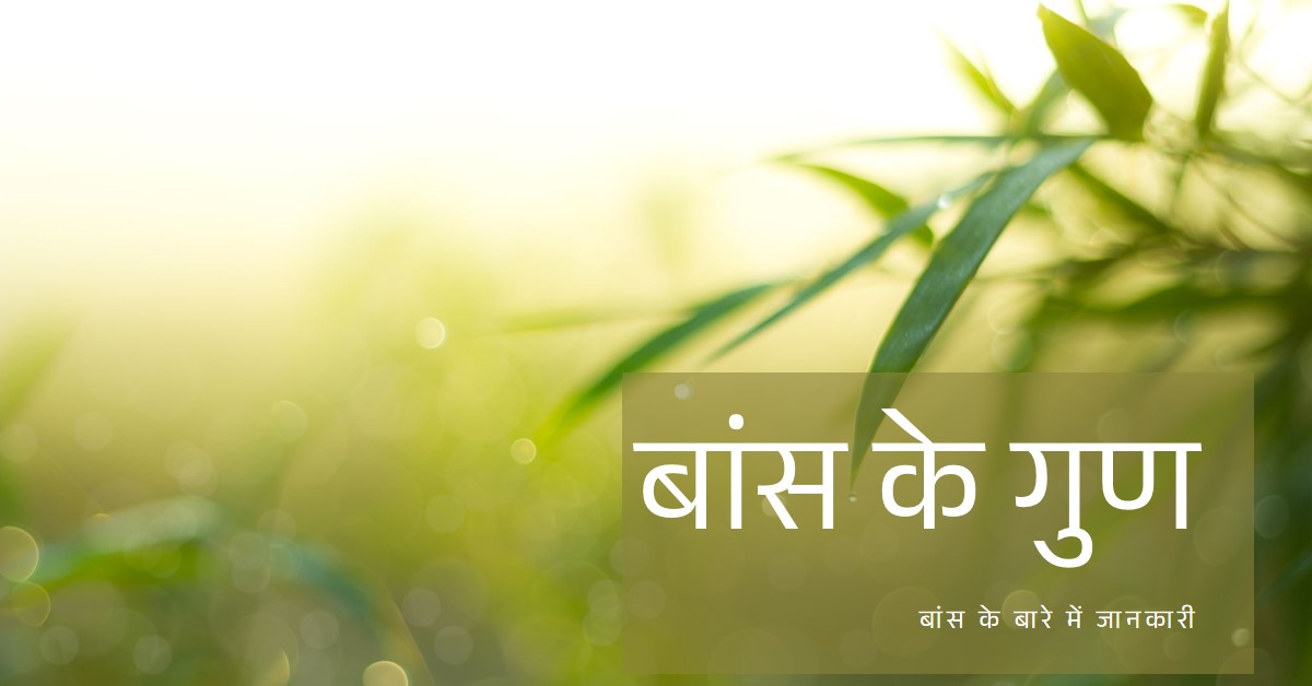 बांस के बारे में कुछ तथ्य: