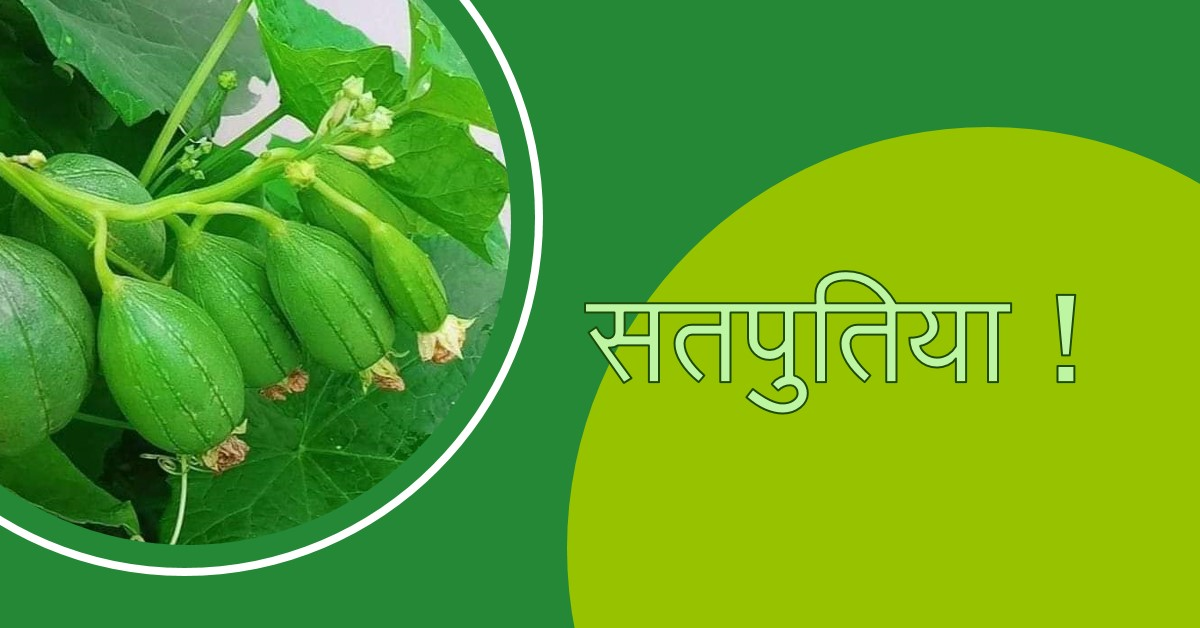 सतपुतिया !